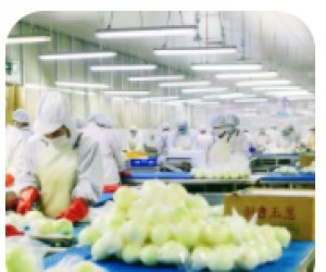 大阪知名食品工廠事務(wù)職